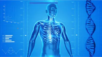 anatomia corpo humano raio X
