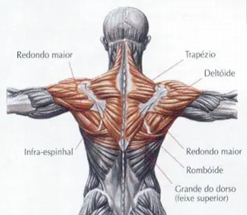Os exercícios para membros superiores mais eficientes
