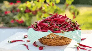 Pimenta emagrece? Tire suas dúvidas