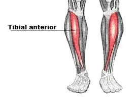 Exercícios para membros inferiores mais eficientes
