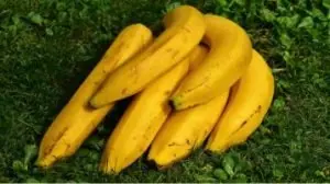 Chips de banana da terra