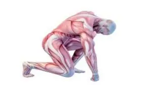 É possível ganhar massa muscular rápido, anatomia do corpo humano, homem agachado, mostrando todos os grupos musculares